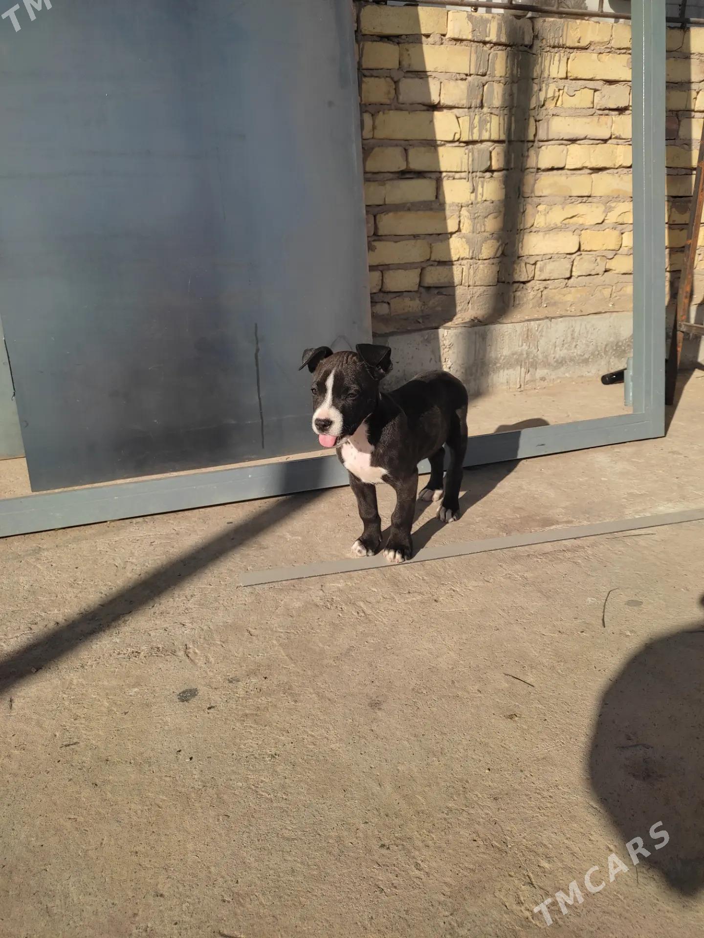 pitbul - Seýdi - img 3