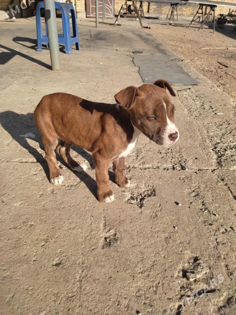 pitbul - Seýdi - img 2