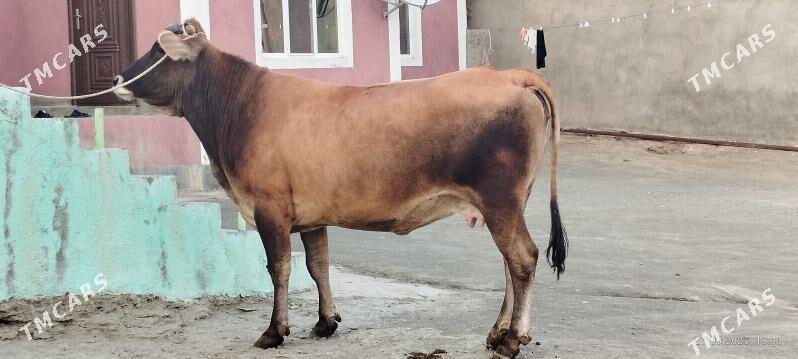 Şiwit bogoz sygyr - Bäherden - img 4