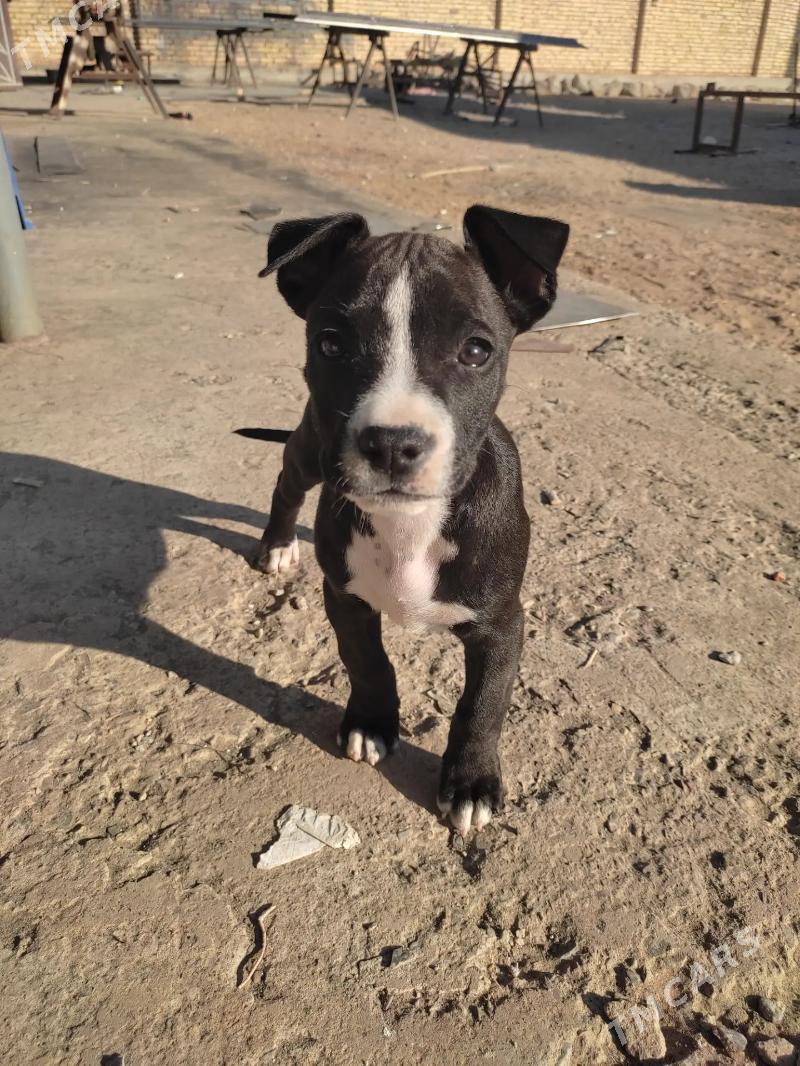 pitbul - Seýdi - img 4