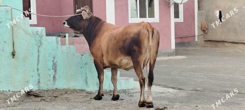 Şiwit bogoz sygyr - Bäherden - img 2
