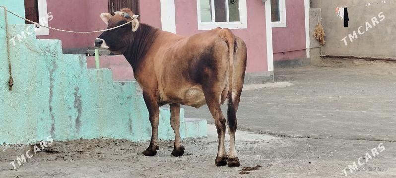 Şiwit bogoz sygyr - Bäherden - img 3