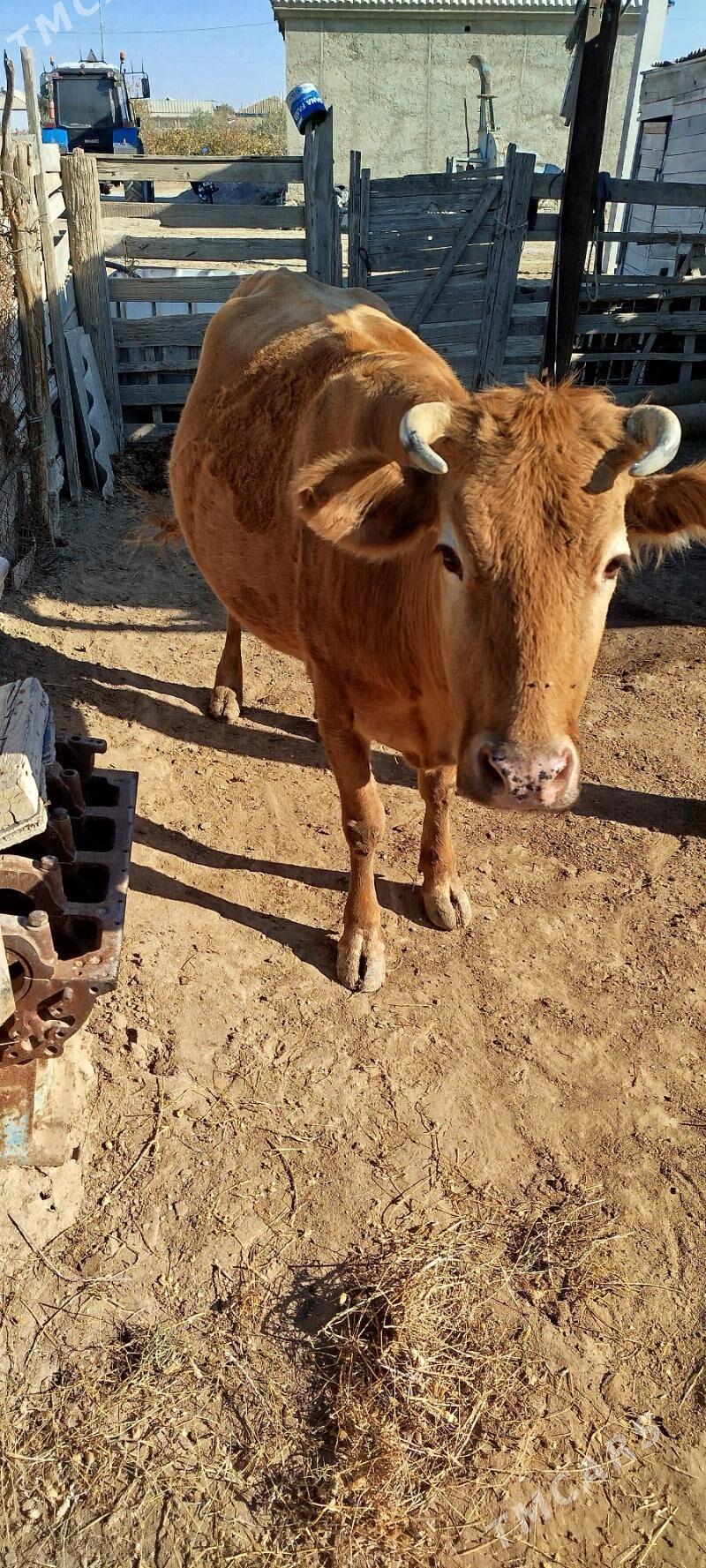 sygyr - Этрек - img 2