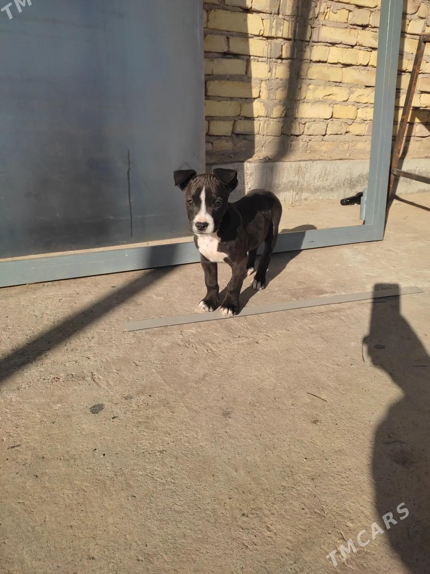 pitbul - Seýdi - img 6