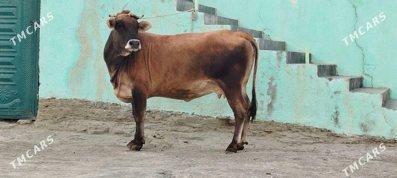 Şiwit bogoz sygyr - Bäherden - img 8