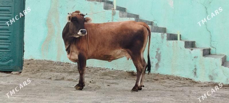 Şiwit bogoz sygyr - Bäherden - img 9