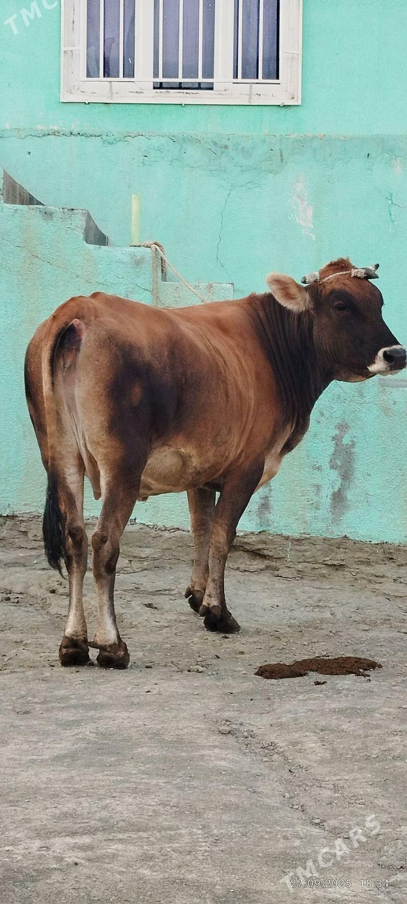 Şiwit bogoz sygyr - Bäherden - img 6