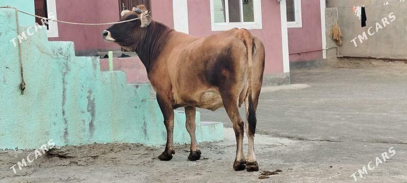 Şiwit bogoz sygyr - Bäherden - img 7