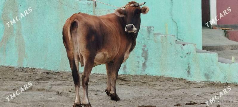 Şiwit bogoz sygyr - Bäherden - img 5