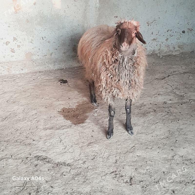 goyun - Бахарден - img 3