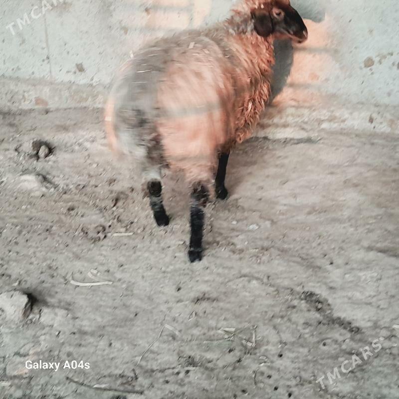 goyun - Бахарден - img 2