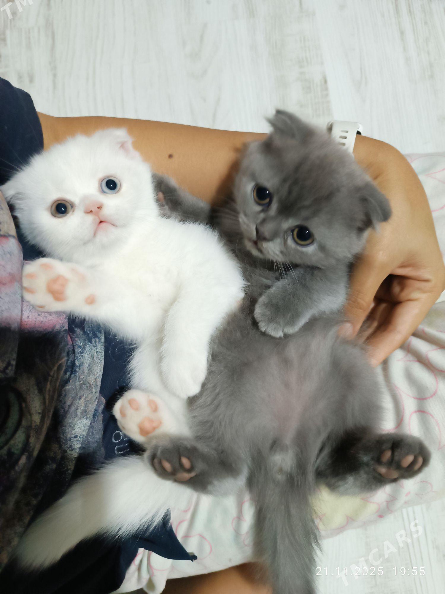 шотландские вислоухие котята - Туркменабат - img 3