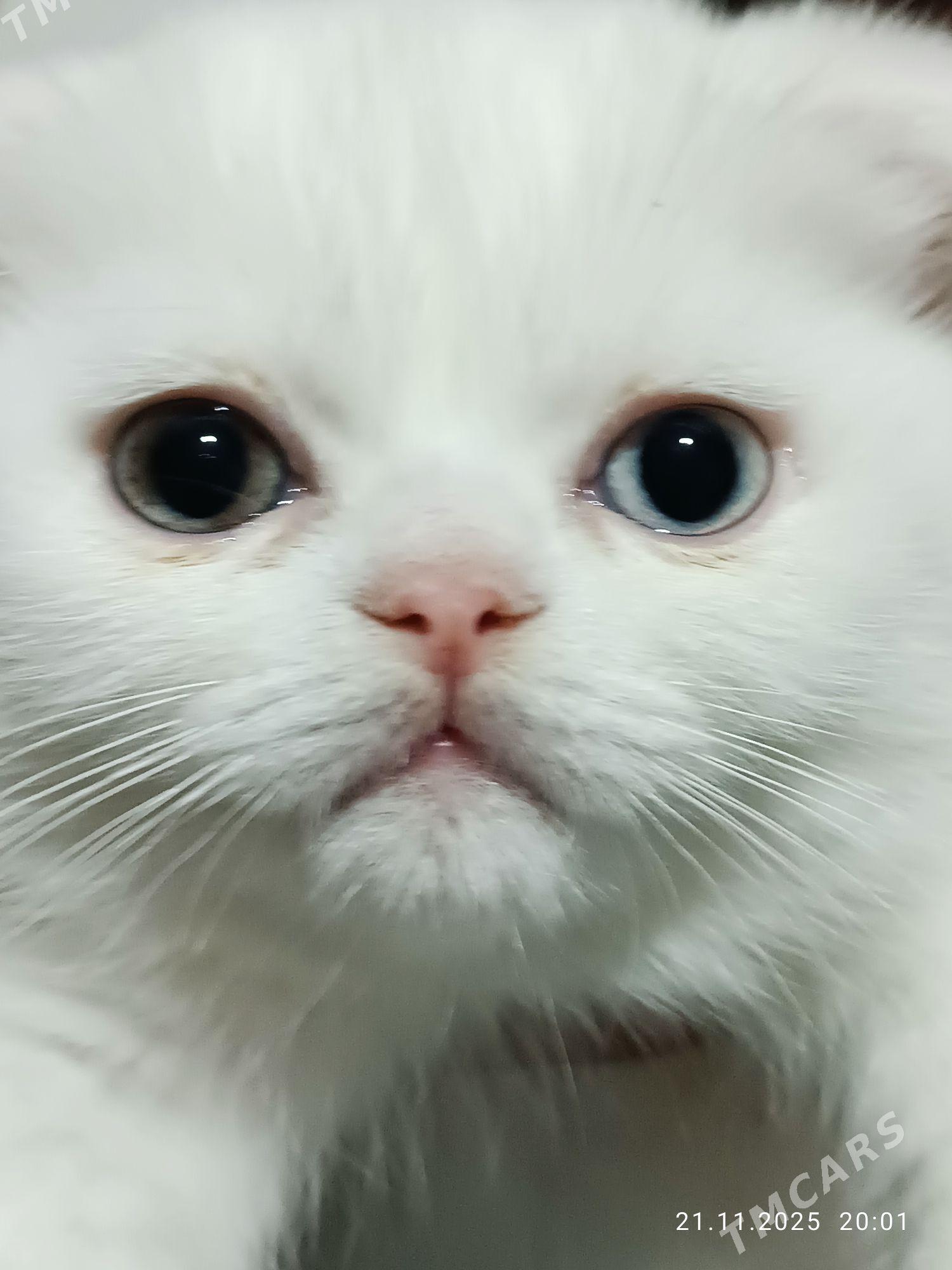 шотландские вислоухие котята - Туркменабат - img 2