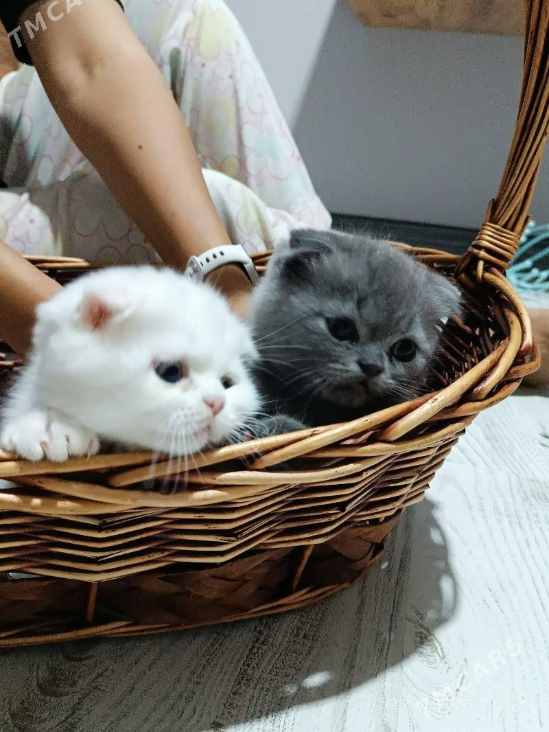 шотландские вислоухие котята - Туркменабат - img 1