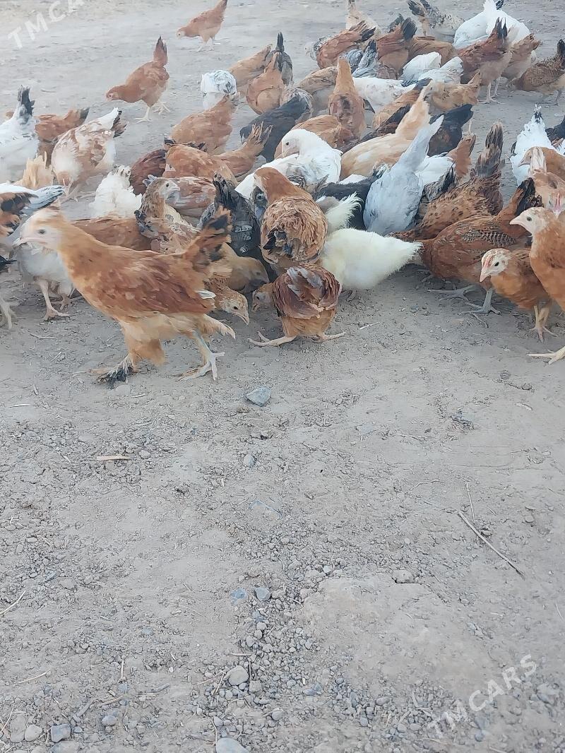 Towuk juje - Kaka - img 2