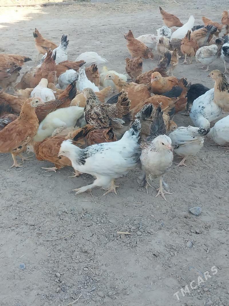 Towuk juje - Kaka - img 1