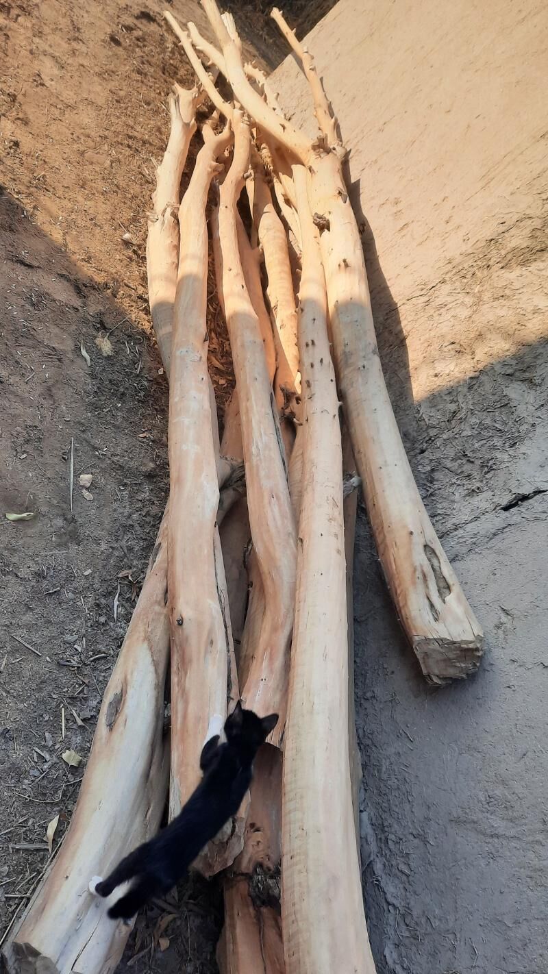 шыпыр sypyr - Boldumsaz - img 8