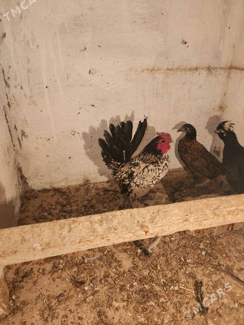 sul karlik satlyk - Сакар - img 2