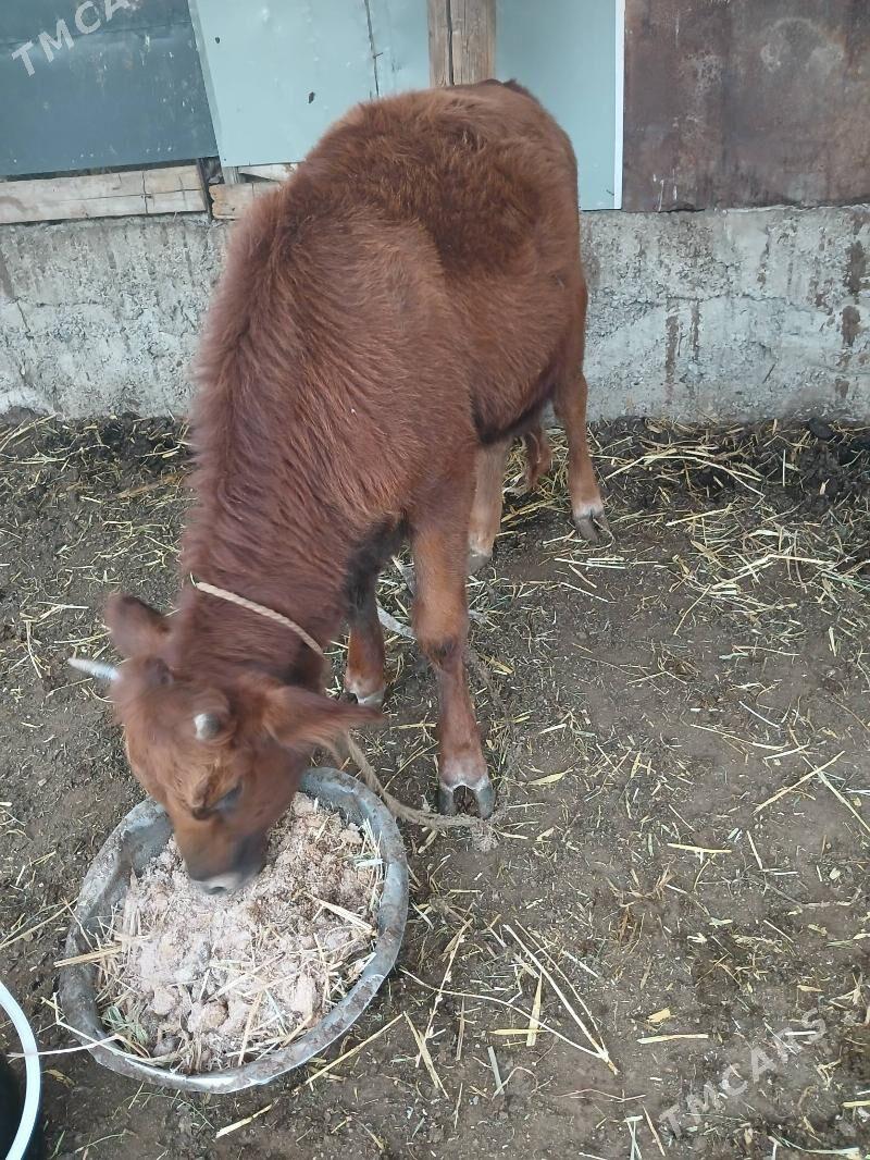 yasajik tuwe - Bagyr - img 2