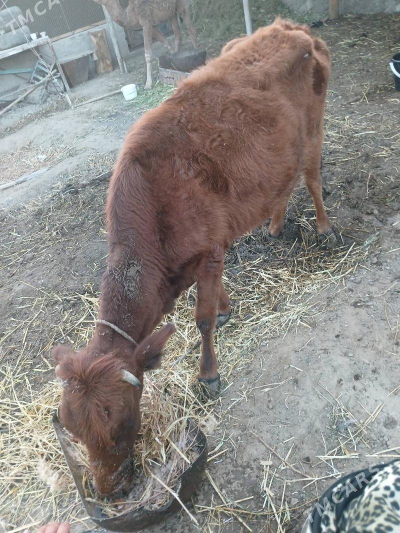 gysyr sygyr - Bagyr - img 2