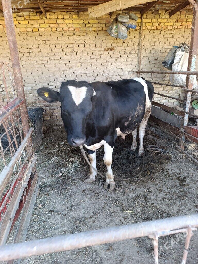 Golşteyn ökuz - Мары - img 3