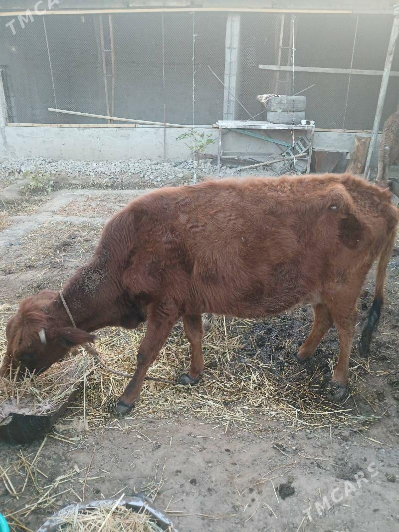 gysyr sygyr - Bagyr - img 3