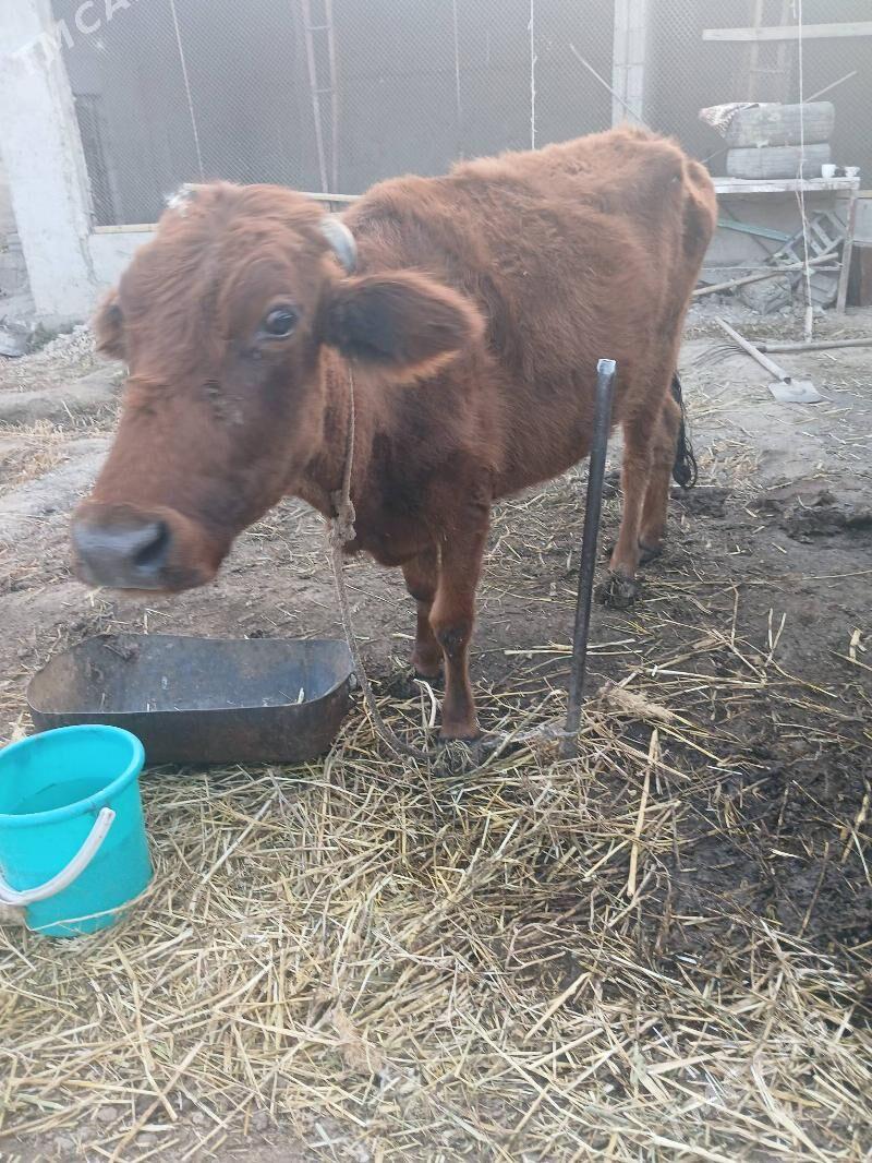 gysyr sygyr - Bagyr - img 4