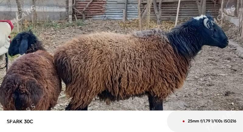 goyun - Туркменабат - img 3