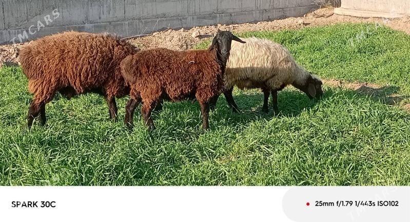 goyun - Туркменабат - img 2