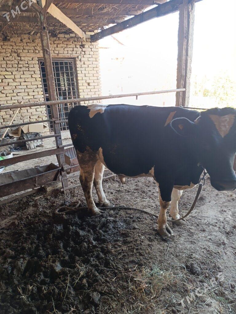 Golşteyn ökuz - Мары - img 2