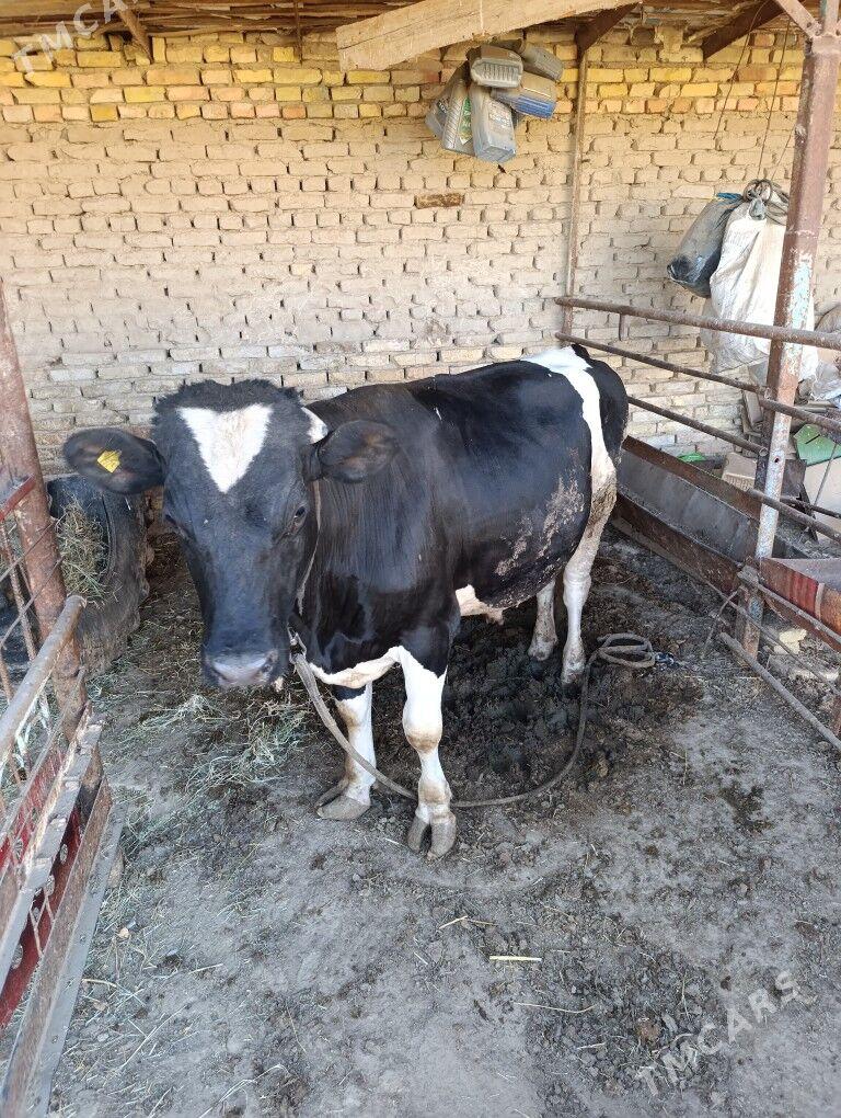 Golşteyn ökuz - Мары - img 1