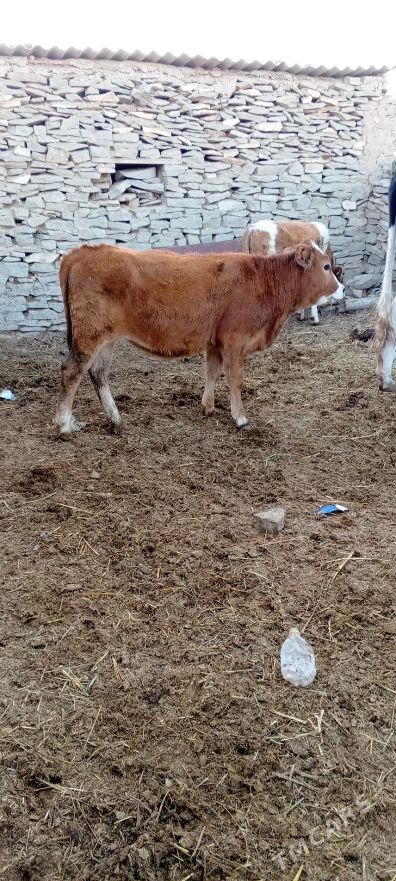 tuwe we sygyr - Bäherden - img 1