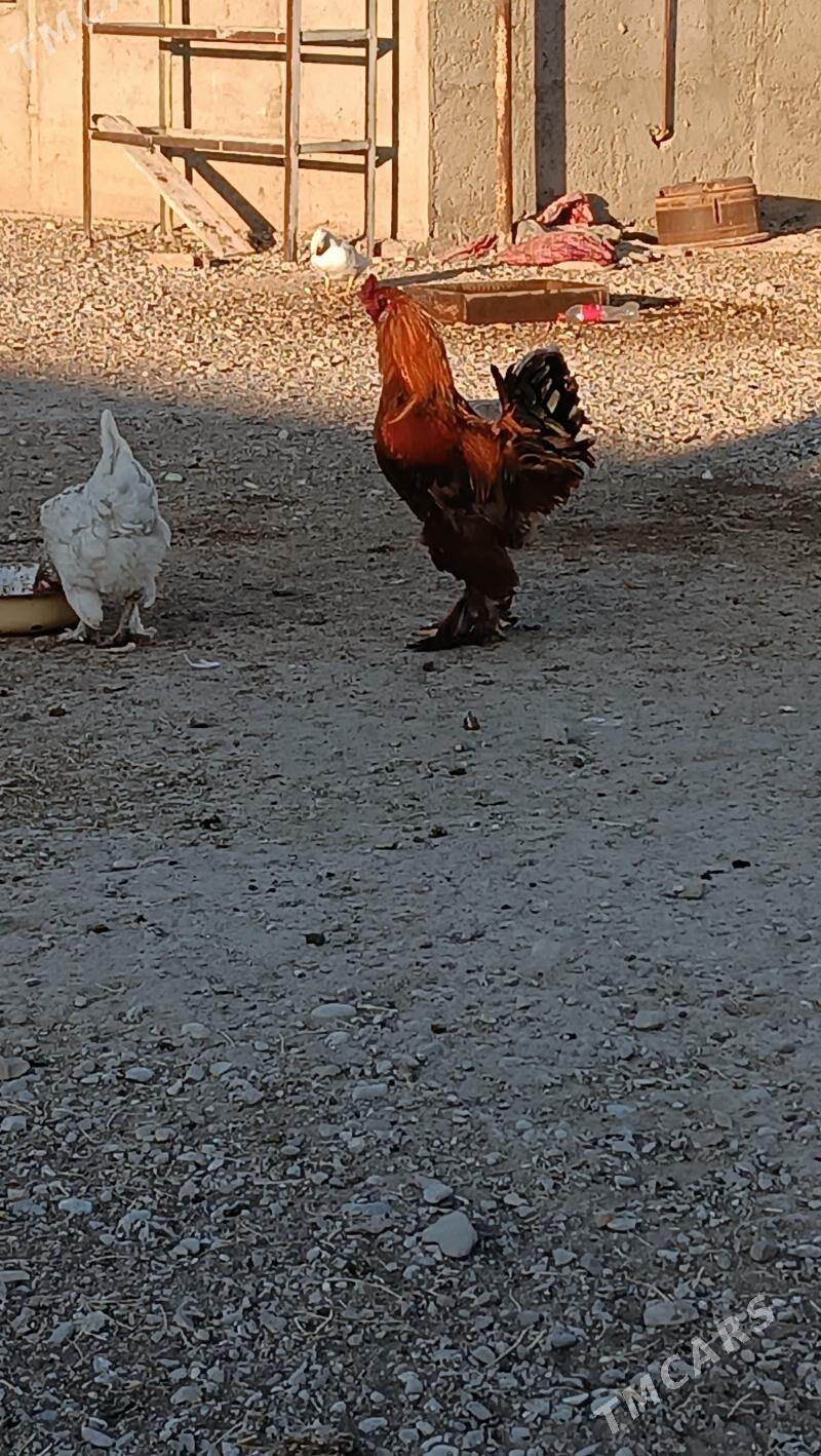 horoz - Балканабат - img 1