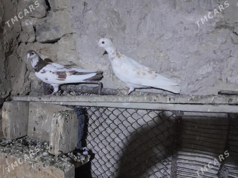 kepderi. - Gyzylarbat - img 3