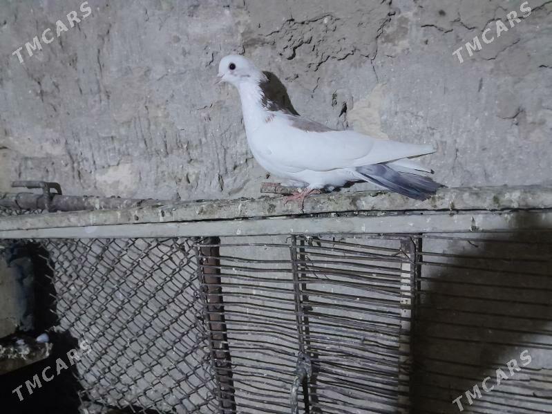 kepderi. - Gyzylarbat - img 2