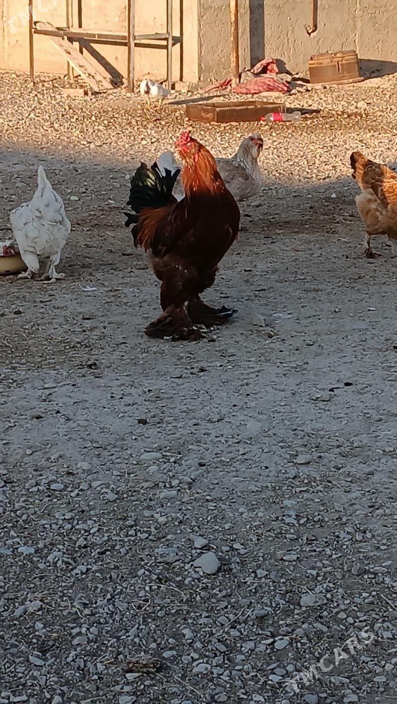 horoz - Balkanabat - img 2