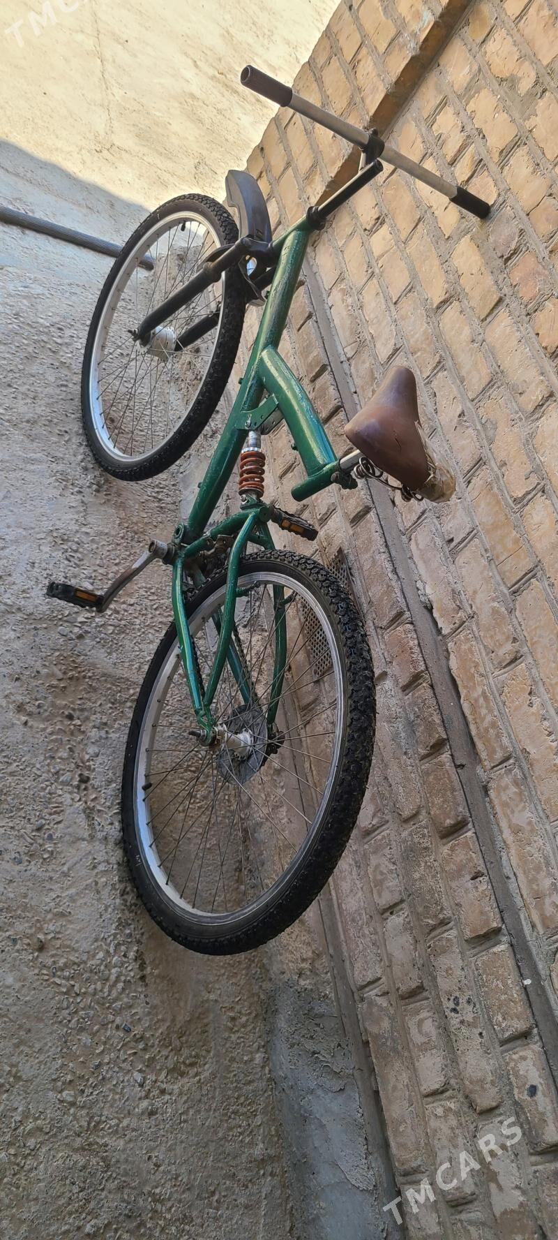 tigir welsopet kama - Mary - img 2