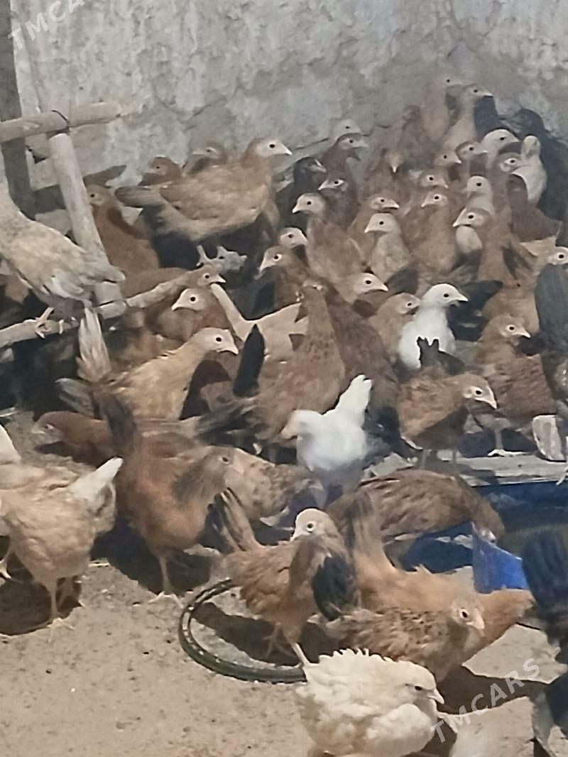 Jùÿje - Ялкым - img 2