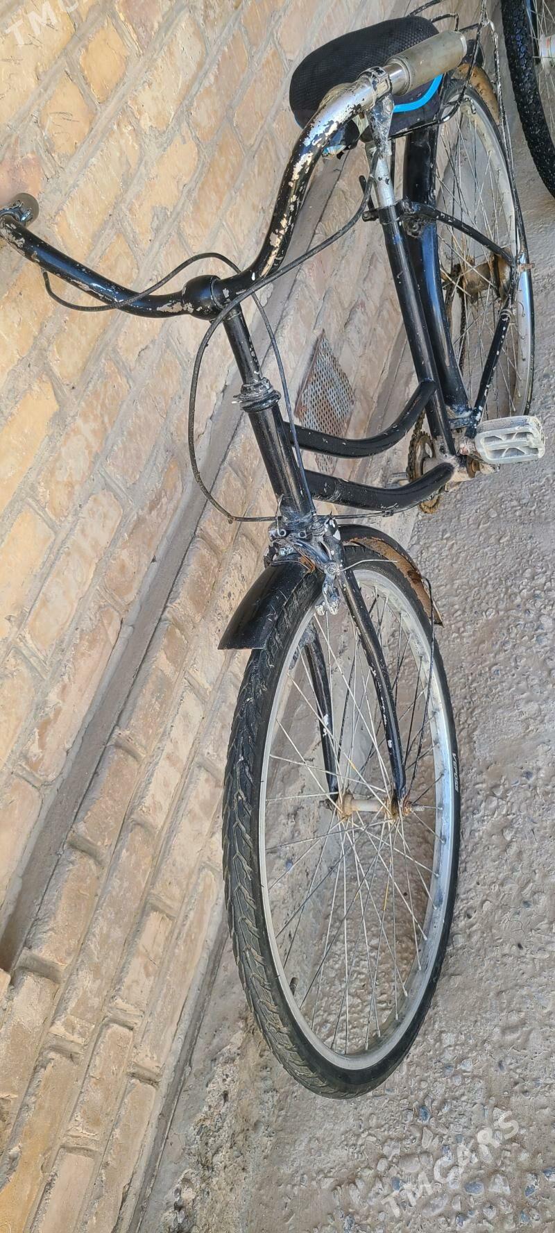 tigir welsopet kama - Mary - img 6