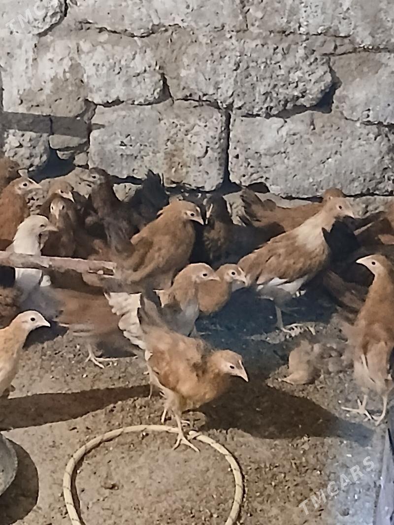 Jùÿje - Ялкым - img 1