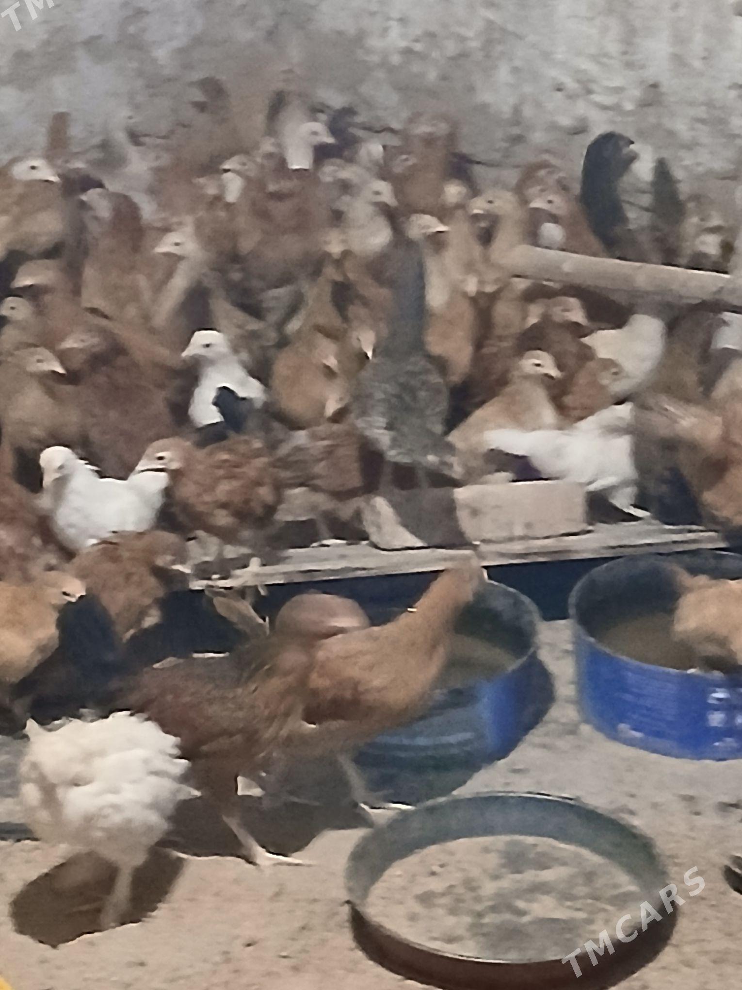 Jùÿje - Ялкым - img 3