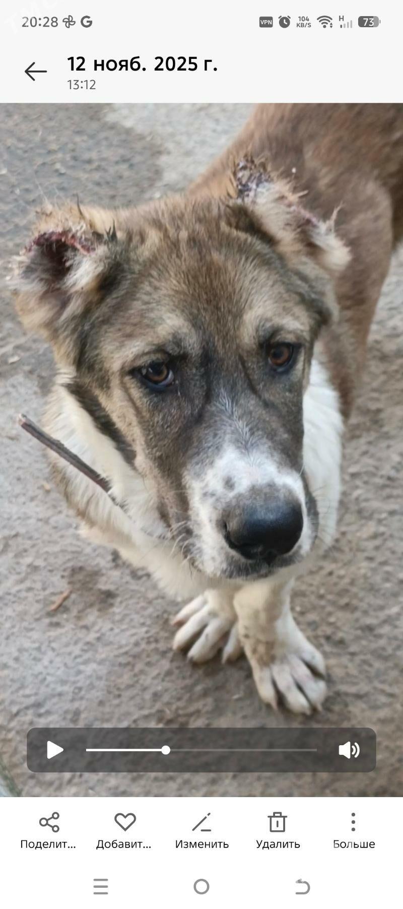 Чопан ит Алабай - Дашогуз - img 3