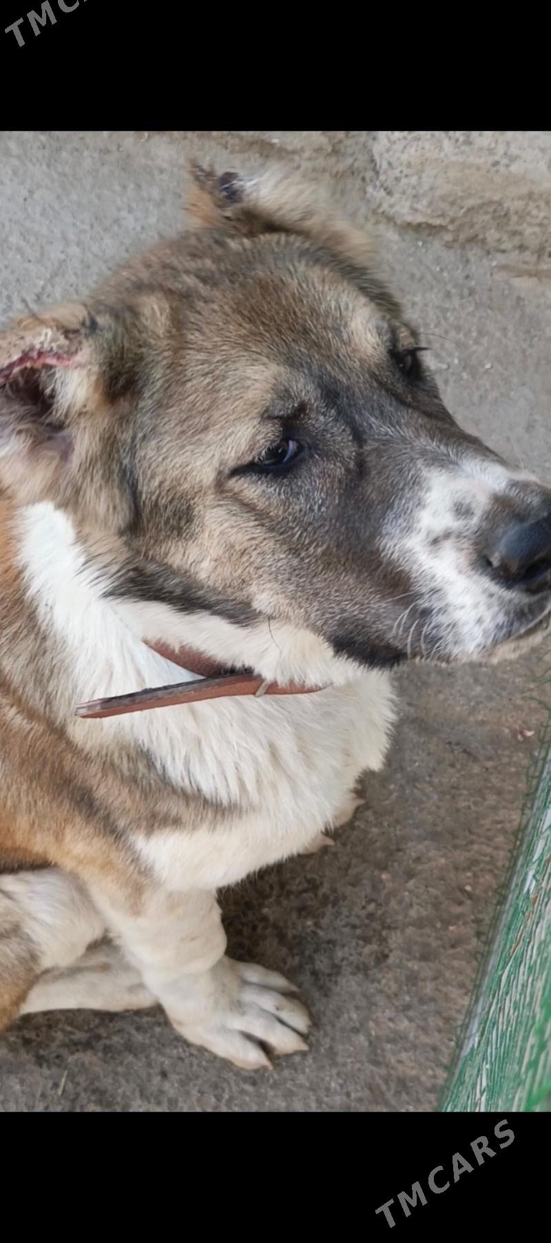 Чопан ит Алабай - Дашогуз - img 2