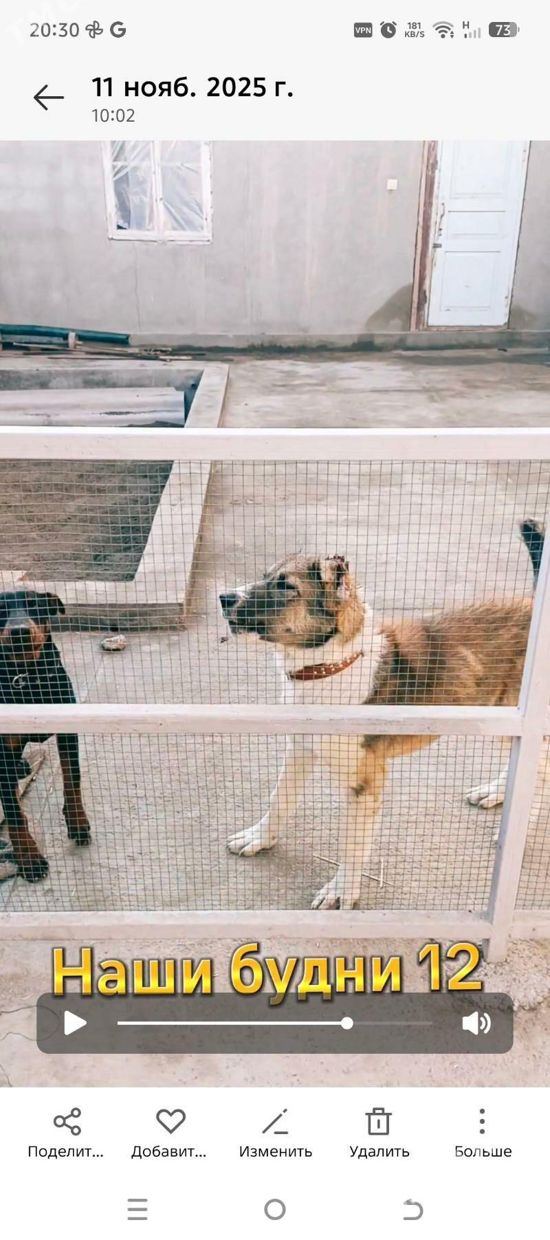 Чопан ит Алабай - Дашогуз - img 5