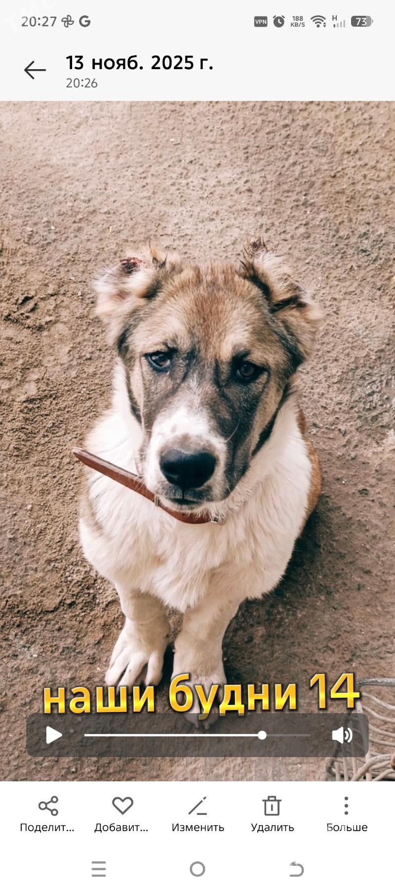 Чопан ит Алабай - Дашогуз - img 4