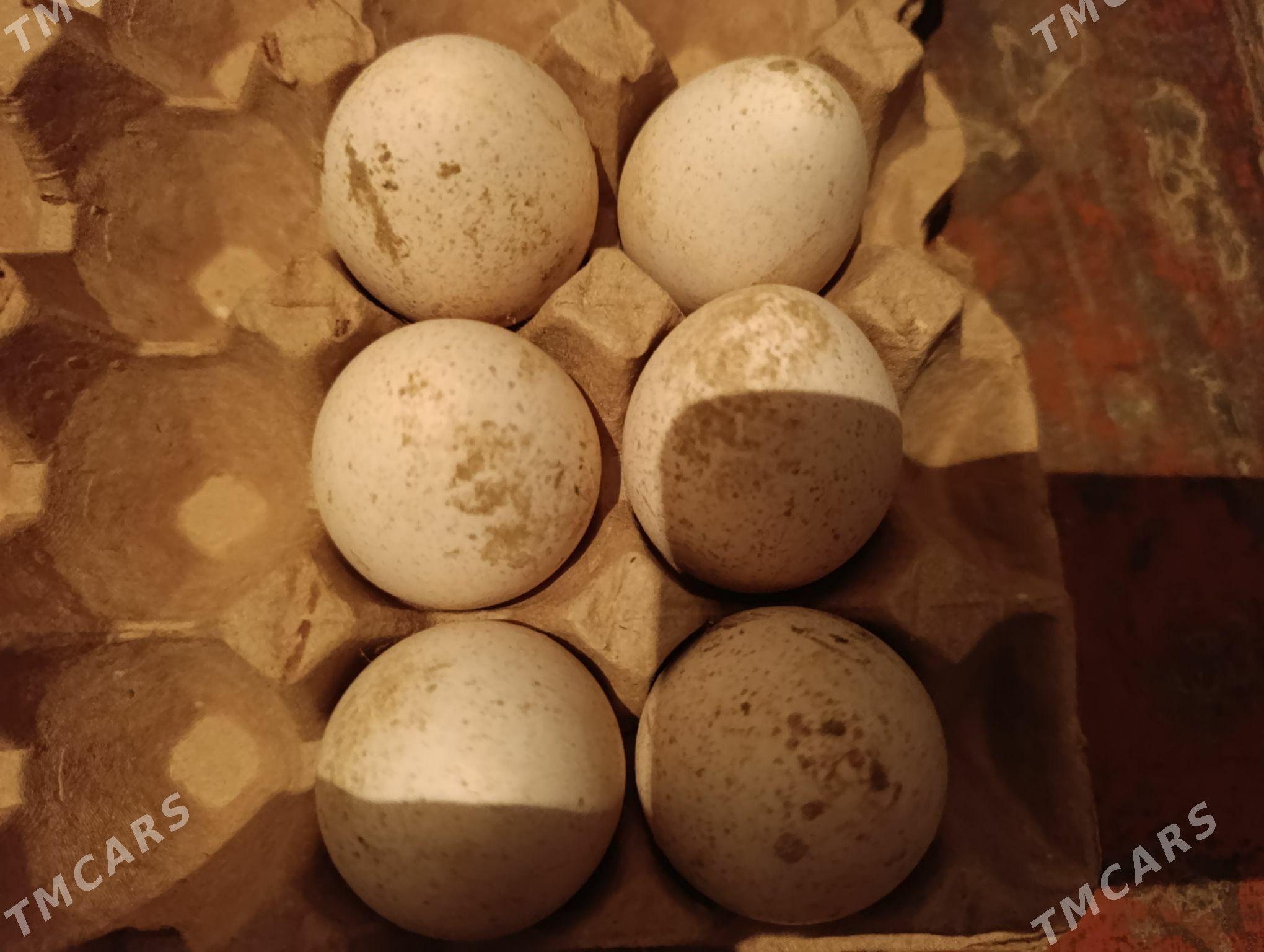 Induk - Мары - img 2