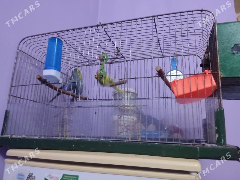 Guşlar - Хитровка - img 1