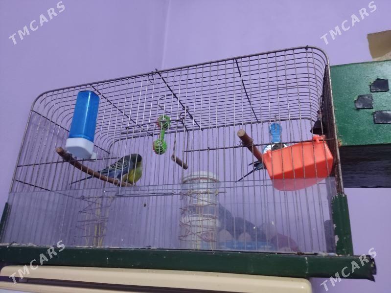 Guşlar - Хитровка - img 2