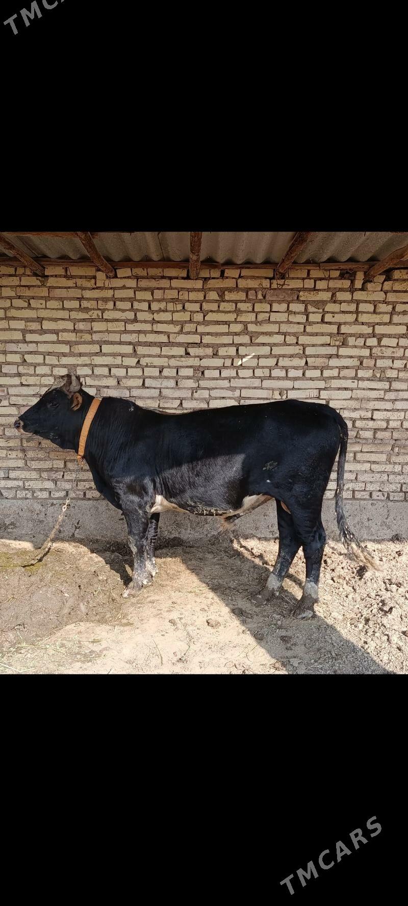 Ökizler. - Tejen - img 2