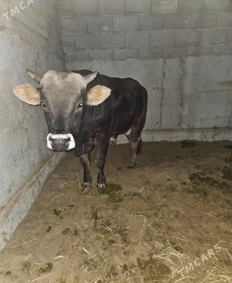 okuz - Gökdepe - img 2